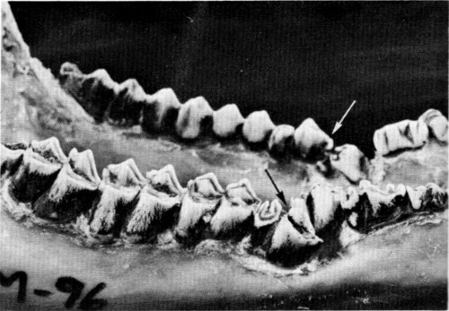 Figure 10.—An extra set of fourth premolars (arrows) occurred in specimens M-96. Figure 10.—An extra set of fourth premolars (arrows) occurred in specimens M-96.