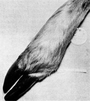 Figure 14.—Arthritis in right hind foot of specimen M-28. (Photo courtesy of University of Minnesota Veterinary Diagnostic Laboratory.) Figure 14.—Arthritis in right hind foot of specimen M-28. (Photo courtesy of University of Minnesota Veterinary Diagnostic Laboratory.)