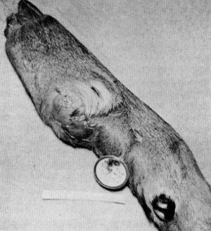 Figure 15.—Infection and fibrous mass in a front foot of specimen M-29. (Photo courtesy of University of Minnesota Veterinary Diagnostic Laboratory.) Figure 15.—Infection and fibrous mass in a front foot of specimen M-29. (Photo courtesy of University of Minnesota Veterinary Diagnostic Laboratory.)