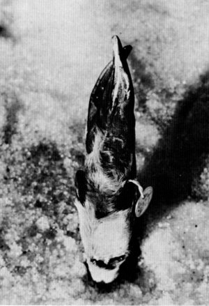 Figure 16.—Injury to left front foot of specimen M-196. (Photo courtesy of L. D. Mech). Figure 16.—Injury to left front foot of specimen M-196. (Photo courtesy of L. D. Mech).