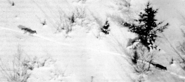 Figure 6.—Wolves travel single file in deep snow. (Photo courtesy of L. D. Mech.) Figure 6.—Wolves travel single file in deep snow. (Photo courtesy of L. D. Mech.)