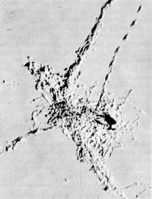 Figure 9.—Usually the remains of a wolf kill are well chewed and scattered before the wolves abandon them. (Photo courtesy of L. D. Mech.) Figure 9.—Usually the remains of a wolf kill are well chewed and scattered before the wolves abandon them. (Photo courtesy of L. D. Mech.)
