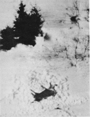 Figure 10.—During a period of especially deep snow, wolves abandoned many kills before pulling apart the skeletons. (Photo courtesy of L. D. Mech.) Figure 10.—During a period of especially deep snow, wolves abandoned many kills before pulling apart the skeletons. (Photo courtesy of L. D. Mech.)