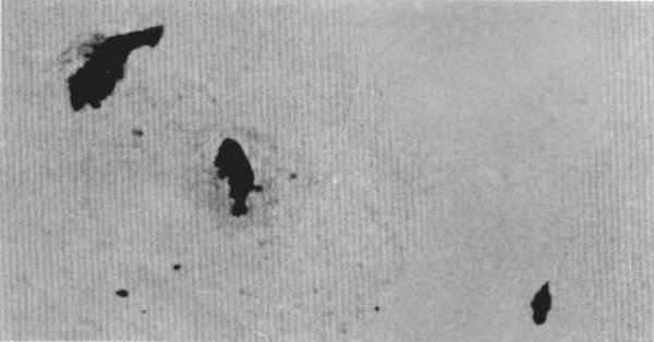 Figure 11.—On frozen lakes, wolves often seem to have the advantage over deer, such as in this case where the wolf (center) has just killed a deer and is trying to discourage a raven from joining him in the feed. (Photo courtesy of L. D. Frenzel.) Figure 11.—On frozen lakes, wolves often seem to have the advantage over deer, such as in this case where the wolf (center) has just killed a deer and is trying to discourage a raven from joining him in the feed. (Photo courtesy of L. D. Frenzel.)