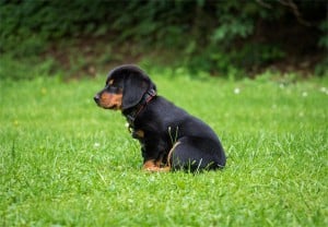 10 Popular Dog Breeds: A Guide for Prospective Pet Owners