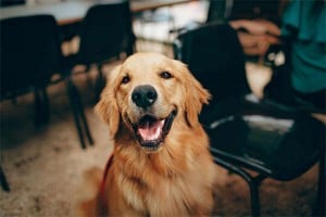 Golden Retrievers: Top 10 Facts to Make You Fall in Love