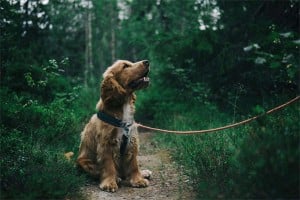 Unveiling 6 Unique American Hound Breeds