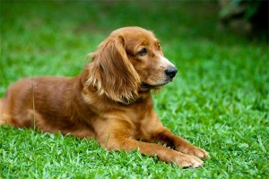 8 Vital Tips on Dog Hospice Care : A Must-Read Guide for Dog Owners