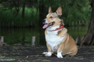 12 Vital Things to Know Before Feeding Peanuts to Your Dog