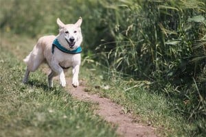 6 Essential Facts: What Happens When Your Dog Ingests Baking Soda?