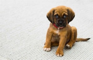 Navigating the 5 Essential Stages of Transitioning Your Puppy to Adult Food