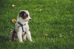 10 Clear Indicators to Decipher Your Dog's Body Language Like an Expert