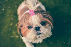 Exploring Canine Behaviour: Yawning and Lip Licking