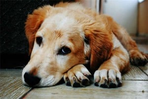 Unlocking the Mystery: 4 Key Perspectives on Your Dog's Submissive Behavior