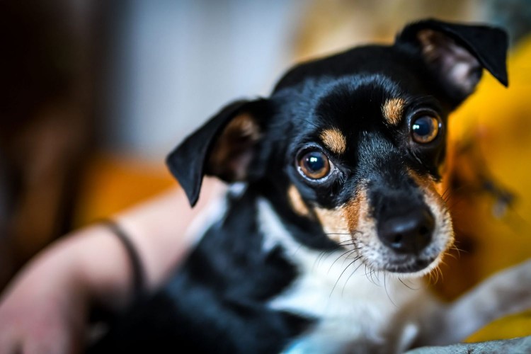 person holding black and tan puppy; how much does it cost to adopt a dog?