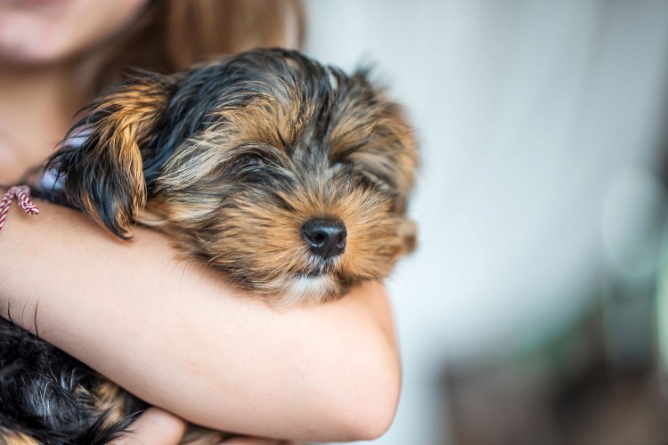 terrier puppy in girl's arm