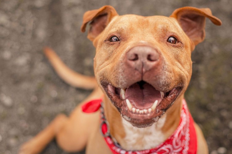 happy mixed breed dog