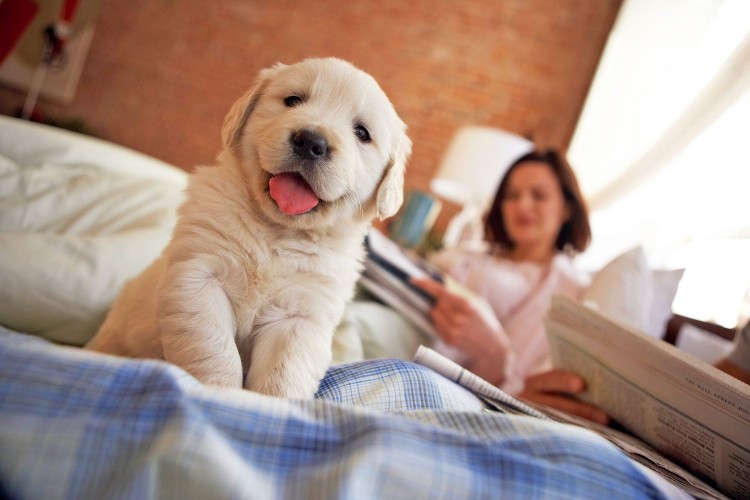 Golden Retriever puppy sitting on bed