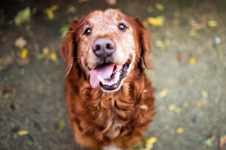 senior golden retriever looking up at camera; adopting a senior dog