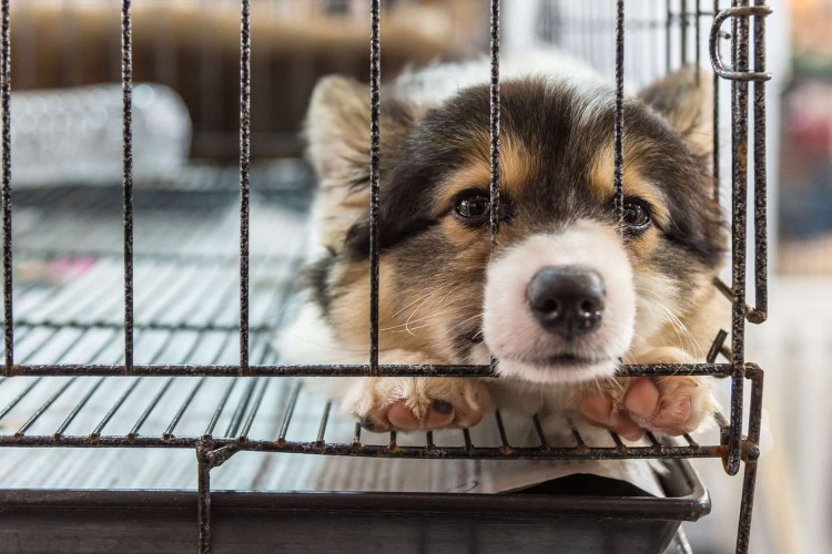 sad puppy sitting in stacked wire cage