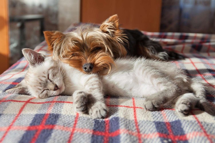 dog and kitten sleeping together during the winter on a flannel blanket