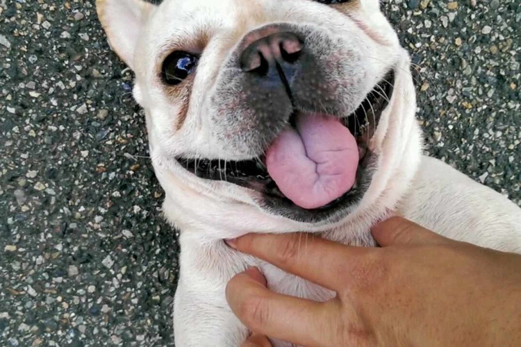scratching French Bulldog at his neck