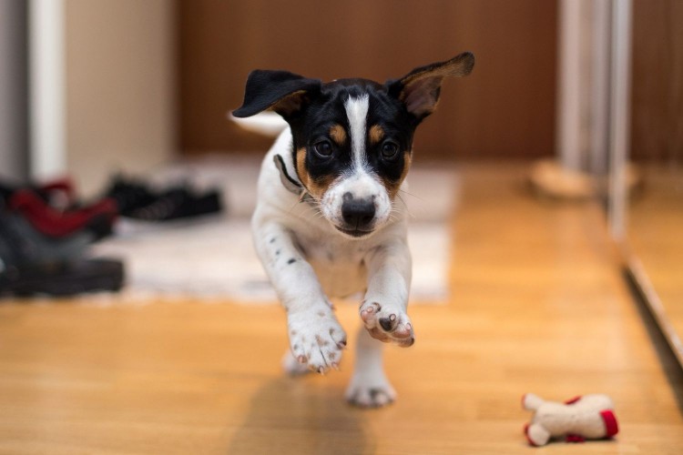Dog running in house