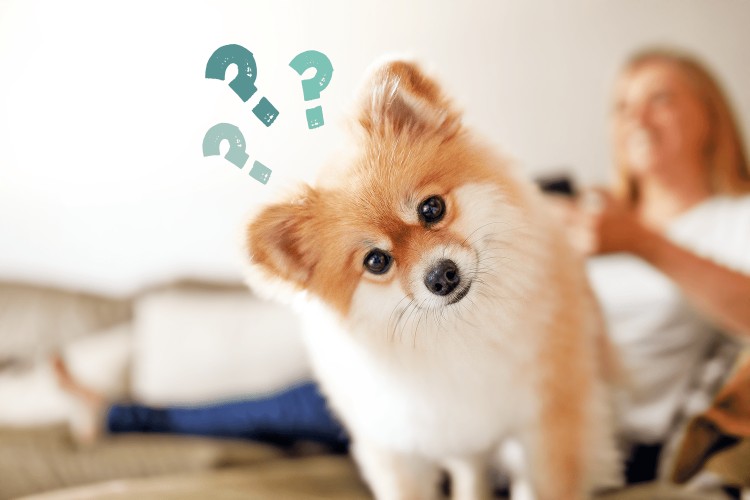 dog on couch, tilting his head in wonder; what do dogs remember