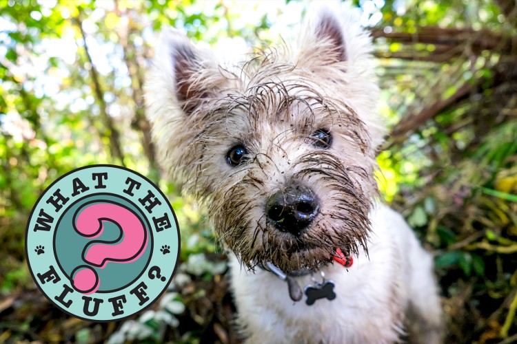 White terrier close-up with mud-covered face next to What the Fluff logo