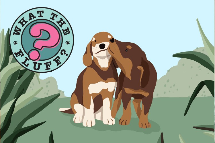 one dog nuzzling another dog representing the story of why dogs get stuck together when they mate?