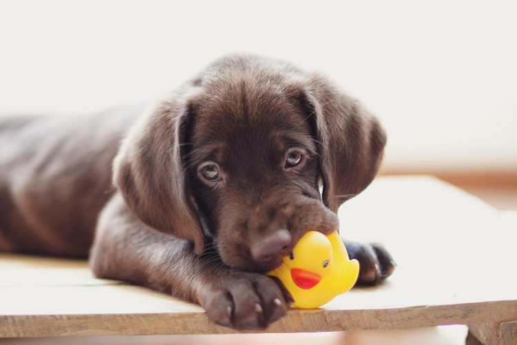 chocolate lab puppy chewing on squeaky rubber duck
