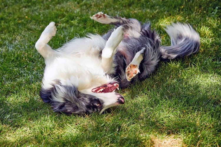 dog rolling in the grass