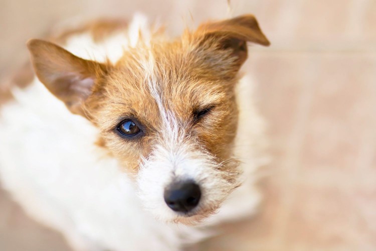 dog winking at the camera