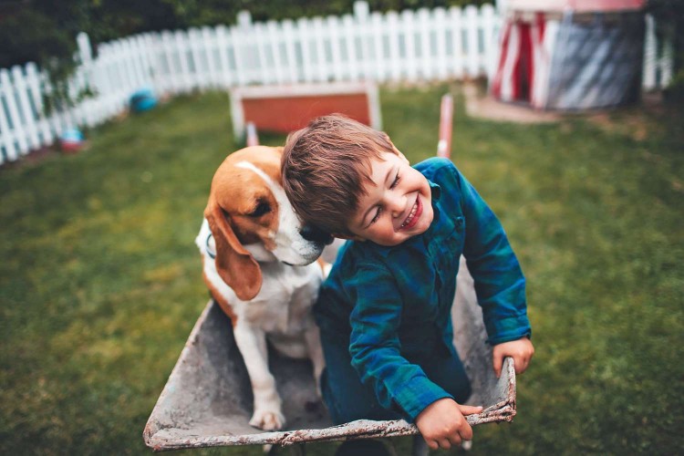 beagle nuzzling little boy; the meaning behind dog nuzzles