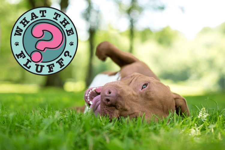 brown dog rolling in grass with what the fluff logo