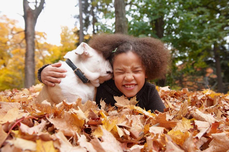 dog lying in autumn leaves kissing a child on the cheek