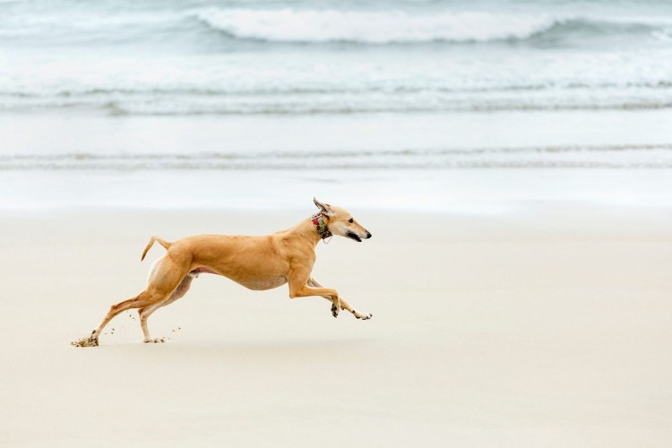 greyhound running on the beach; how fast can dogs run?