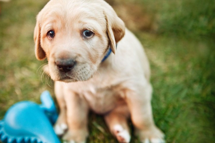 sad looking labrador retriever puppy
