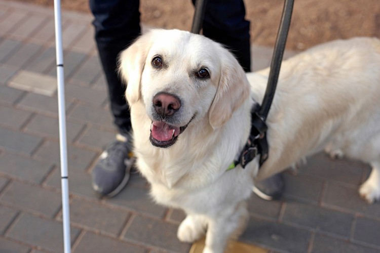 Golden retriever guide dog looking up