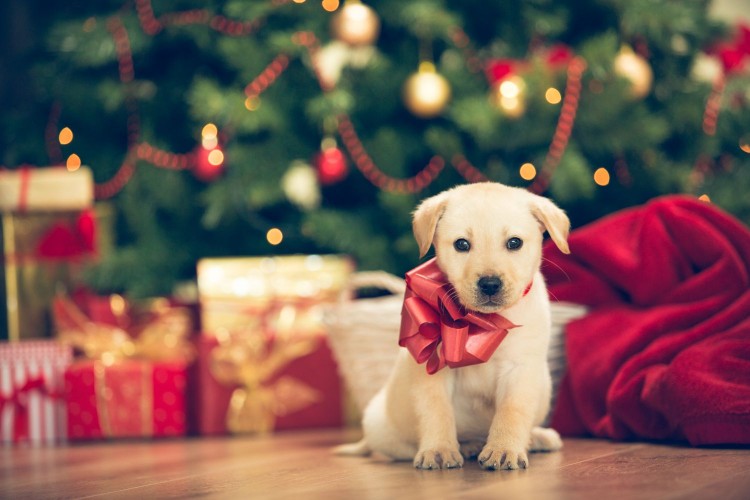 Yellow Lab puppy sits in front of Christmas tree wearing red bow