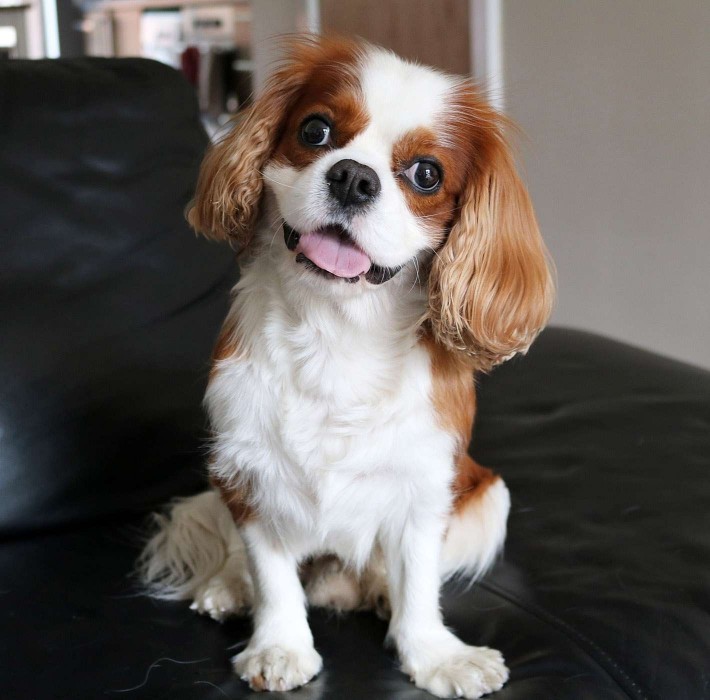 tan-and-white cavalier king charles spaniel