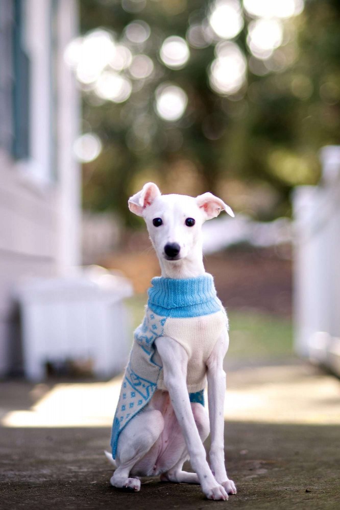 white italian greyhound wearing sweater