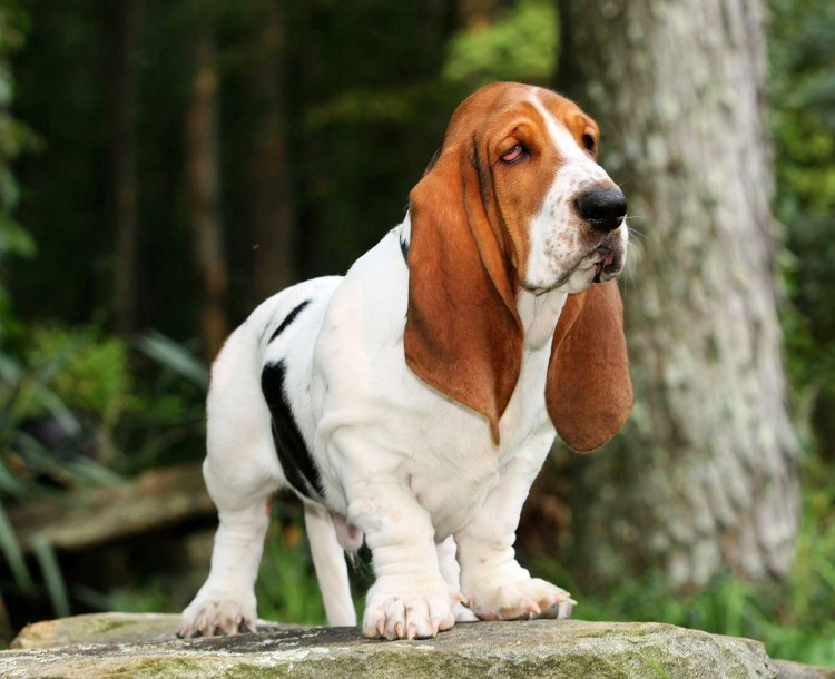 basset hound standing on rock