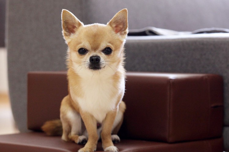 tan-and-white Chihuahua sitting on stairs near sofa
