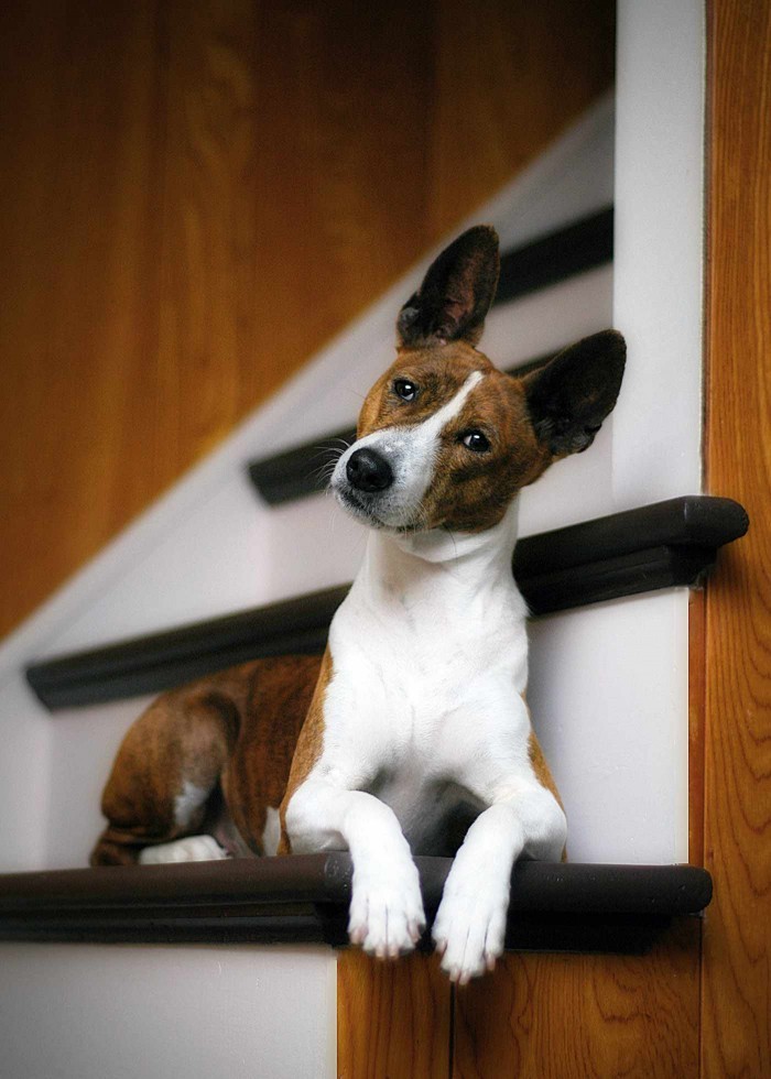 brown-and-white basenji on stairs