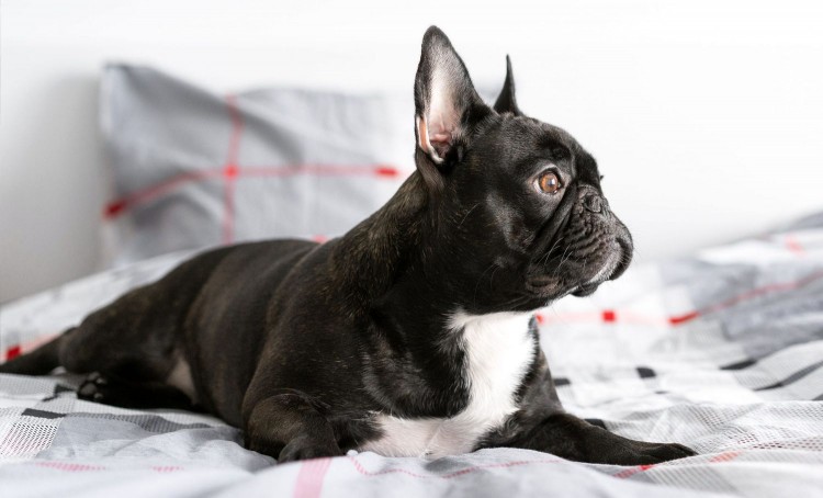 black french bulldog resting on bed
