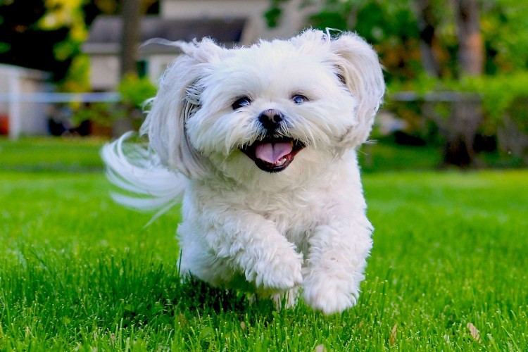 White shih tzu runs through grass
