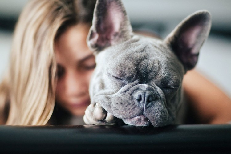 gray french bulldog snuggling with young girl