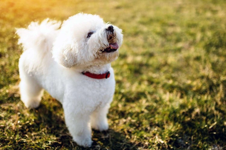 white bichon frise standing in grass