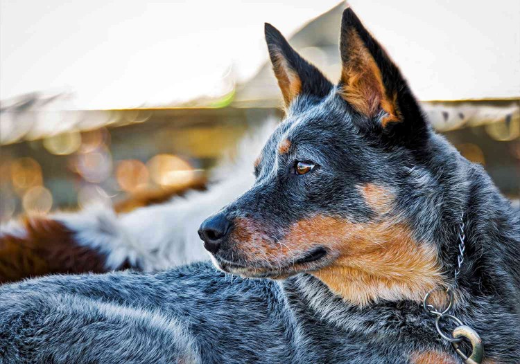 australian cattle dog profile